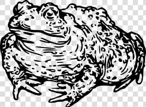 Warty Toad Clip Arts   Toad Head Clipart Black And White  HD Png Download