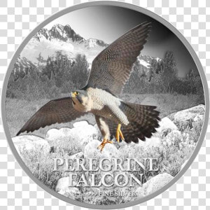 Niue 2013 2  Peregrine Falcon Birds Of Prey Proof Silver   Silver  HD Png Download