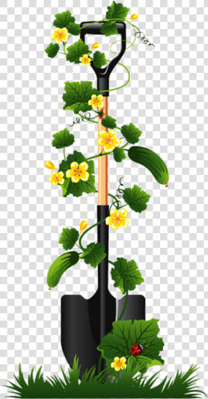 Image Library Library Gardener Clipart Plant Seedling   Cucumber Plant Png  Transparent Png