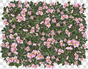 Pink  Flowers  Leaves  Spring  Garden  Summer  Feminine   Peruvian Lily  HD Png Download