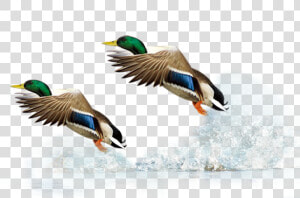 Mallard Duck Flight Bird   Bird In Flight Transparent Background  HD Png Download