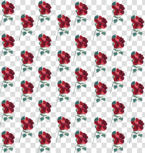  rose  pattern  flower  background  cute  freetoedit   Hybrid Tea Rose  HD Png Download