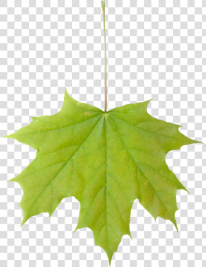 Vegetation Leaf Maple 01  HD Png Download