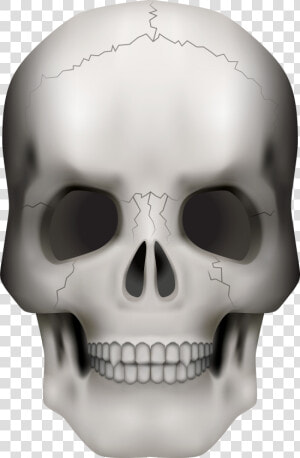 Transparent Transparent Background Skull Png   Png   Transparent Background Skull Clipart  Png Download