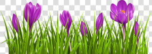 Grass Png Spring   Je Me Suis Fait Tout À Tous  Transparent Png