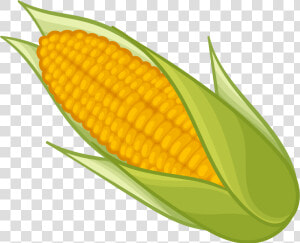 Corn Png Transparent Images Png Only   Transparent Background Corn Clipart  Png Download