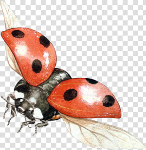 Lady Bugs Png   Flying Ladybug Transparent Background  Png Download