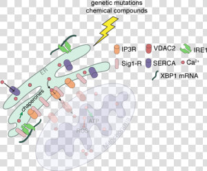 Cell Stress Assay Kit  HD Png Download