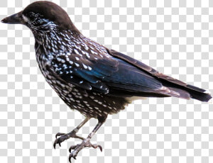 Starling Png  Transparent Png