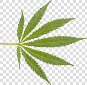 Marijuana Closeup Weed Png   Weed Leaf Transparent Background  Png Download