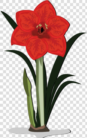 Flower   Amaryllis Clipart  HD Png Download