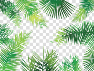 Asian Palmyra Palm Arecaceae Palm leaf Manuscript Tree   Palm Leaves Pattern Png  Transparent Png