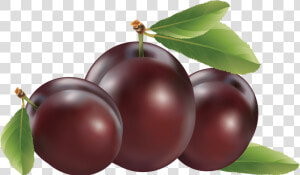 Plum Png Image   Plums Clipart Png  Transparent Png