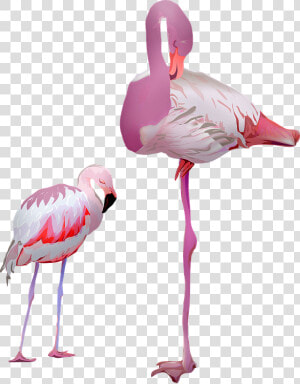 Flamingo  Birds  Pink  Animal  Pride  Nature  Plumage  HD Png Download