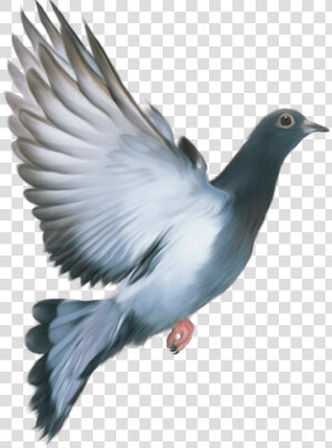 Pigeon Png   Love My India Happy Republic Day  Transparent Png