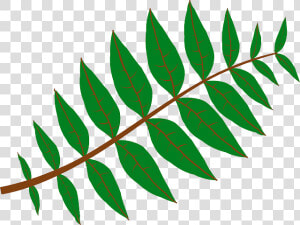 Branch Leaves  Plant  Green  Nature  Twig  Branch   Leaf Clip Art  HD Png Download