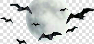  moon  bats  freetoedit   Moon With Bats Png  Transparent Png