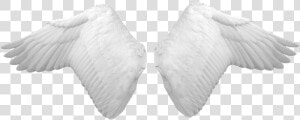 White Wings   Angel Wings Psd  HD Png Download