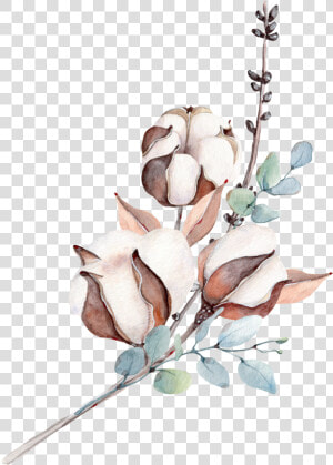 Transparent Plant Stem Png   Cotton Plant Watercolor Png  Png Download