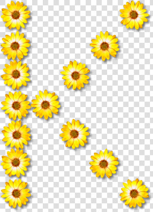 Sunflower Seed chrysanths plant   Common Daisy Flower  HD Png Download