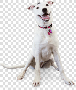 Image Of A Smiling Dog   Dog Yawns  HD Png Download