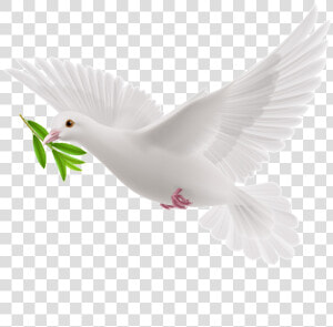 Transparent Olive Branch Clipart   White Flying Pigeon Png  Png Download