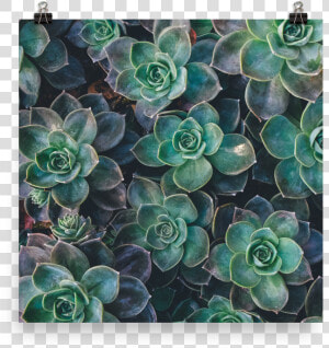 Transparent Succulents Png  Png Download