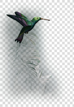 Transparent Single Peacock Feathers Png   Ruby throated Hummingbird  Png Download