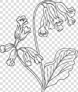 Outline  Flower  Rose  Plant  Outlines  Nature  Roses   Cowslip Drawing  HD Png Download