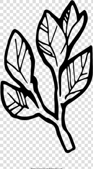 Bay Laurel Coloring Page   Fumaria  HD Png Download