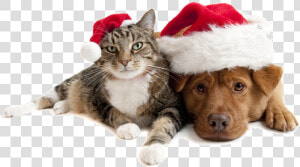 Christmas Cats And Dogs Png Download   Christmas Cat And Dog  Transparent Png