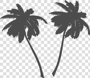 Transparent Plam Tree Clipart   Palm Trees Vector Png  Png Download