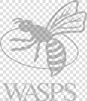 London Wasps Logo  HD Png Download