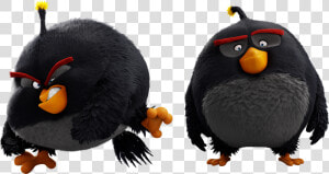 Angry Birds Wiki   Angry Birds Black Bomb  HD Png Download