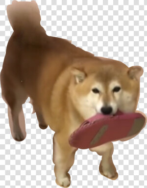 Shibe Transparent Dog   Hokkaido  HD Png Download