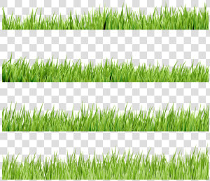 Флора  Зеленая Трава  Green Grass  Grünes Gras  Flore    Lawn  HD Png Download