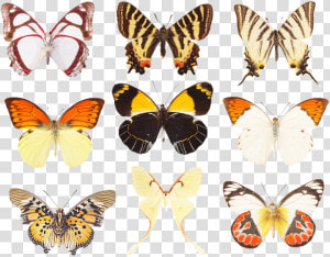 Butterfly  Collection Of Butterflies  Wings  Insects   Swallowtail Butterfly  HD Png Download