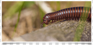 Millipedes  HD Png Download