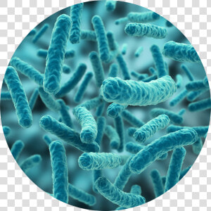 Bacteria Png Hd   Transparent Bacteria Png  Png Download