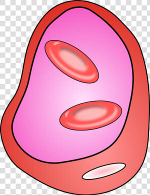 Blood Vessels   Cell Clipart Transparent  HD Png Download