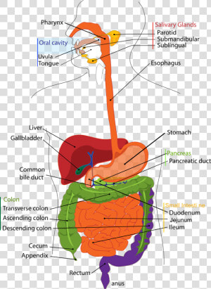 Pancreas Healing Herbs   Digestive System Diagram Cartoon  HD Png Download