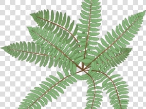 Transparent Ferns Clipart   Fern  HD Png Download