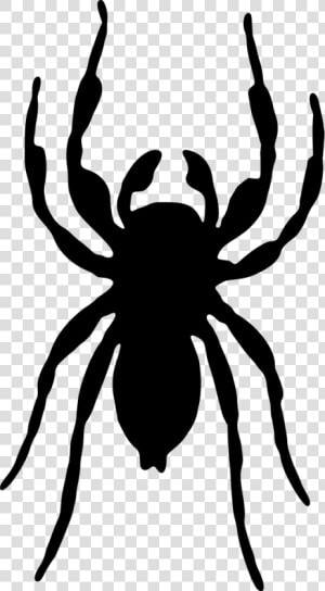 Tangleweb Spider stencil spider   Jumping Spider Silhouette Transparent  HD Png Download