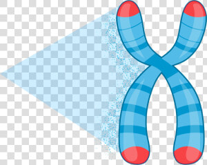 Dna Telomere  HD Png Download