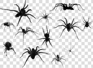  spiders  spider  creepy  tumblr  goth  freetoedit   Transparent Spiders  HD Png Download