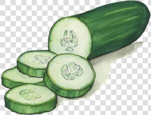 Cucumbers   Transparent Background Cucumbers Clipart  HD Png Download