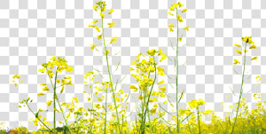 Rapeseed Flower Field Transparent Decoration Under   Yellow Flower Field Png  Png Download