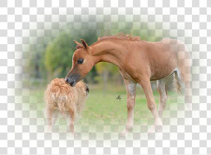 It Was An Amazing Foaling Season Most Of Them Are Offered   Foal  HD Png Download