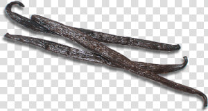 Product   Twig  HD Png Download