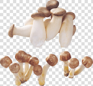 Free Png Download Alot Of Mushrooms Png Images Background   Mushroom  Transparent Png